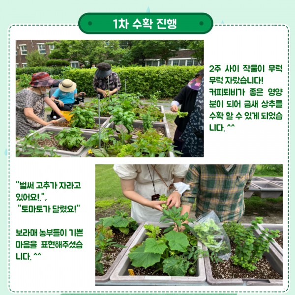 보라매 농부 활동: 1차 수확 진행 이미지