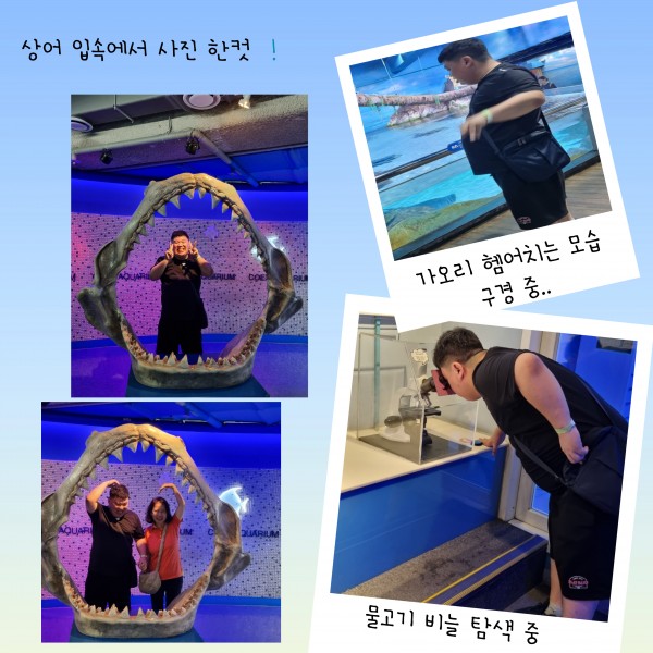 상어 입속에서 한컷, 예쁜 물고기를 감상하는 모습