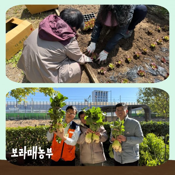 보라매농부 활동사진(텃밭에 상추를 심는 사진, 무 수확 후 참여자가 무를 들고 찍은 사진)