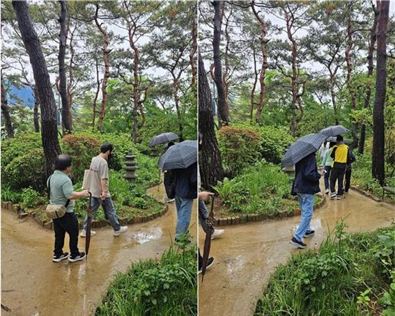 우산을 든 사람들이 한 두명씩 나란히 구불구불한 소나무 길을 걷고 있다. 소나무가 사람키의 2배길이로 높고 아래에는 덤불같은 작은 나무들이 무성하게 꾸며져 있다.