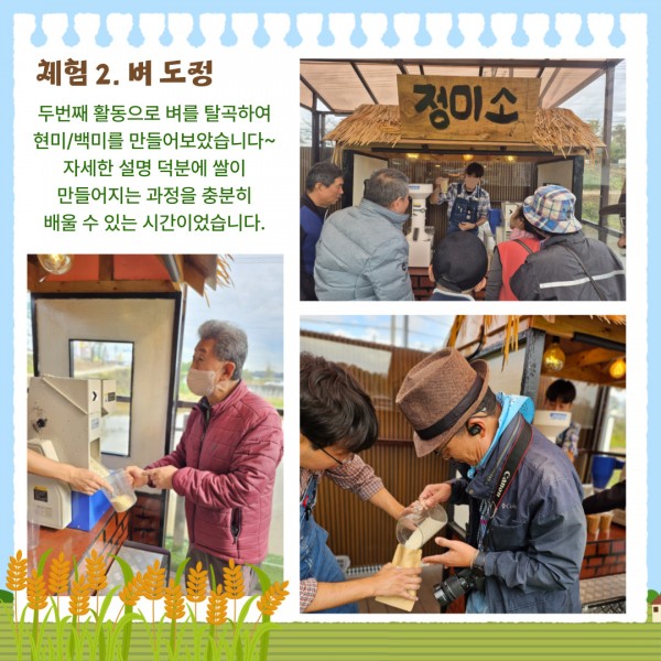 체험 2. 벼도정
두번째 활동으로 벼를 탈곡하여
현미/백미를 만들어보았습니다~
자세한 설명 덕분에 쌀이
만들어지는 과정을 충분히
배울 수 있는 시간이었습니다.
정미소에서 설명을 듣고 있는 사진, 기계에 탈곡된 벼를 플라스틱통에 담고 있는 사진, 도정된 쌀을 지퍼백에 담고 있는 사진