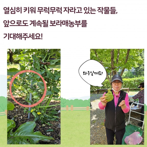 열심히 키워 무럭무럭 자라고 있는 작물들, 앞으로도 계속될 보라매농부를 기대해주세요!
아직 초록색인 방울토마토가 자라고 있는 사진, 여자 사람이 상추쌈을 들고 먹여주는 시늉을 하는 사진, 말풍선 그림에 봐주실꺼죠?라고 적혀있다.