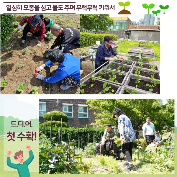 열심히 모종을 심고 물을 주며 무럭무럭 키워서 드디어 첫 수확!
텃밭에 모종을 심고 있는 사진, 화분에 모종을 심는 사진, 초록색 풀들 사이에서 상추를 들고 지나가는 사진