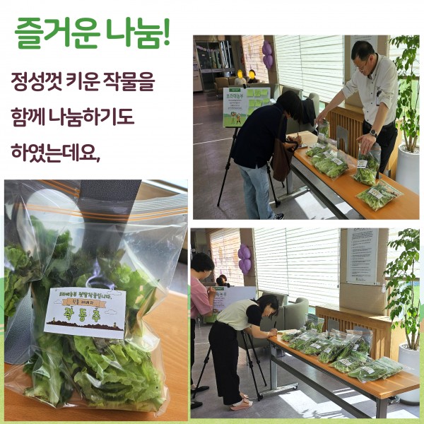 즐거운 나눔! 무농약으로 정성껏 키운 작물을 나눔하기도 하였는데요. 상추가 비닐팩에 담겨있는 사진, 보라매농부 참여자(남자)가 진열된 상추들 뒤에 서있는 사진. 여자 사람이 감사의 한마디를 포스트잇에 쓰고 있는 사진