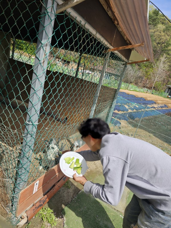 남성 참여자가 바베큐장 안에 있는 동물농장에서 토끼에게 오이를 주고 있는 모습이다.